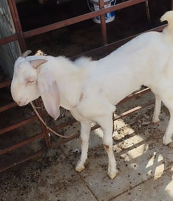 both Bakra for sale 7