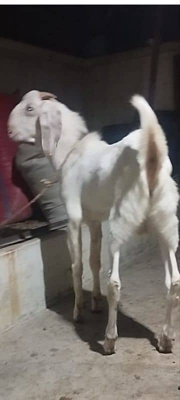 both Bakra for sale 8