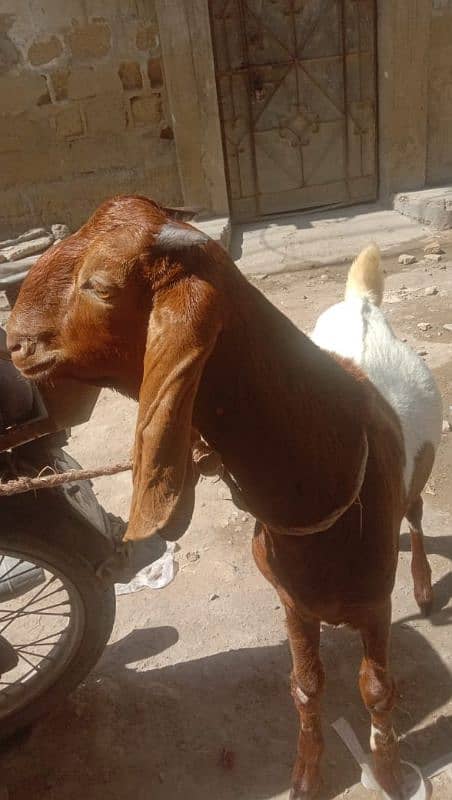 both Bakra for sale 9