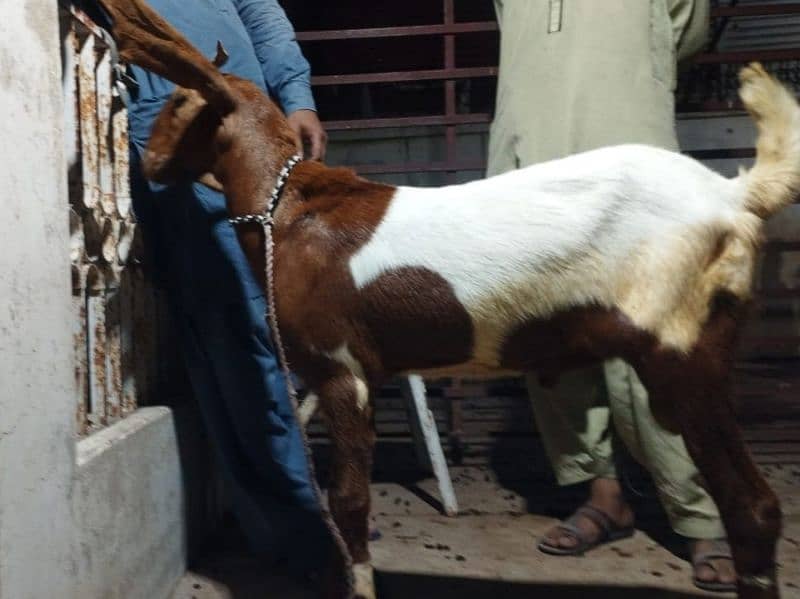 both Bakra for sale 10