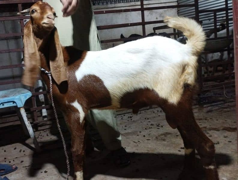 both Bakra for sale 12