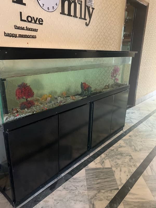 6Ft Fish Aquarium Setup Few Days Used 1