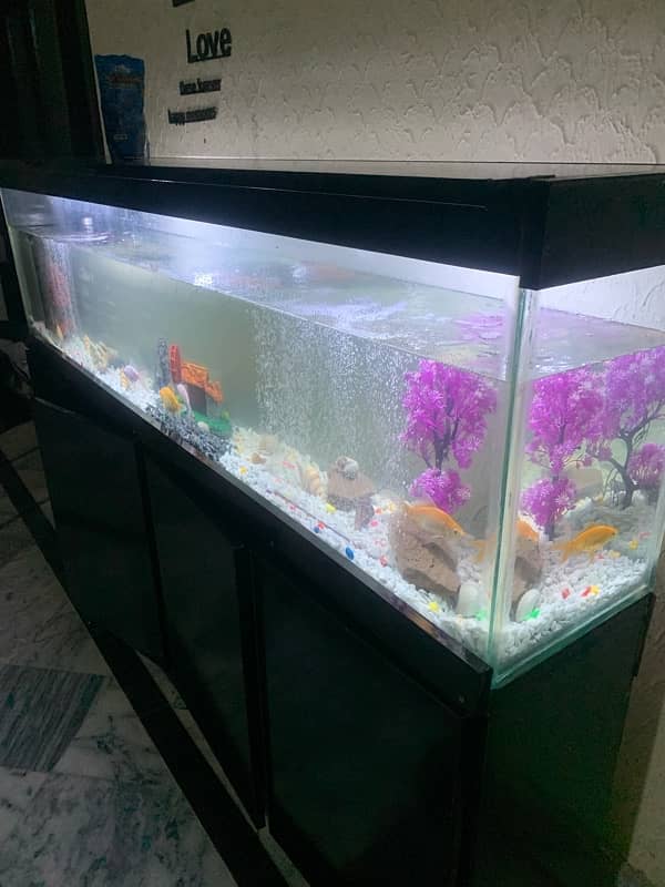 6Ft Fish Aquarium Setup Few Days Used 11