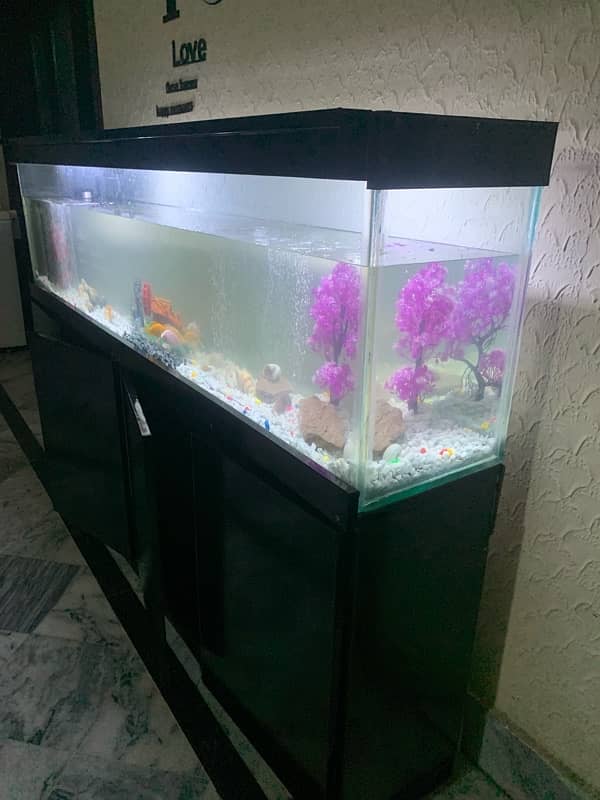 6Ft Fish Aquarium Setup Few Days Used 13