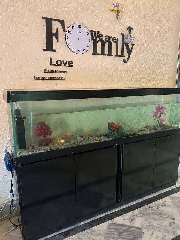 6Ft Fish Aquarium Setup Few Days Used 16