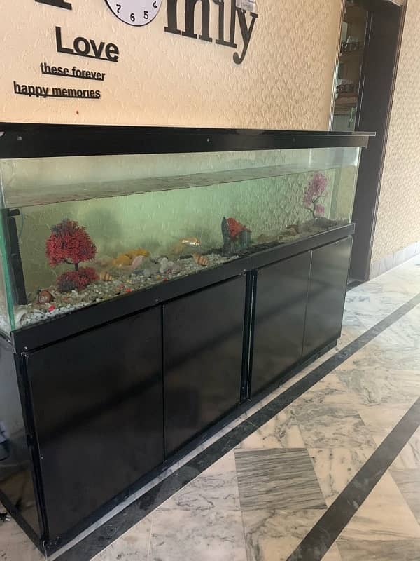 6Ft Fish Aquarium Setup Few Days Used 18