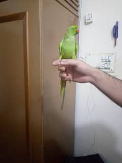 outstanding talking parrot. 03164900503