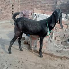 bakri