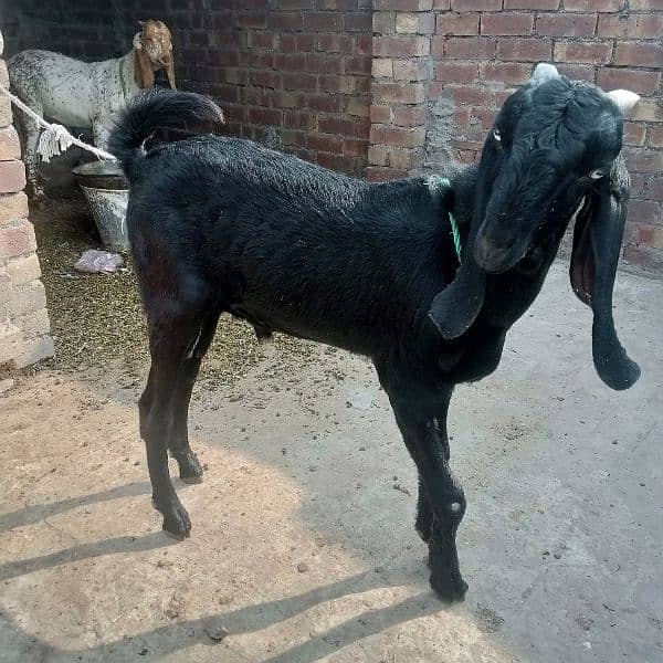 Bakri | Bakra 2