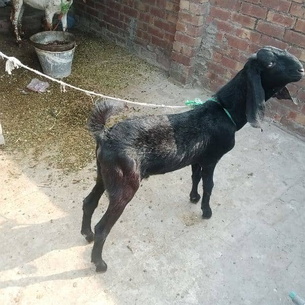 Bakri | Bakra 4