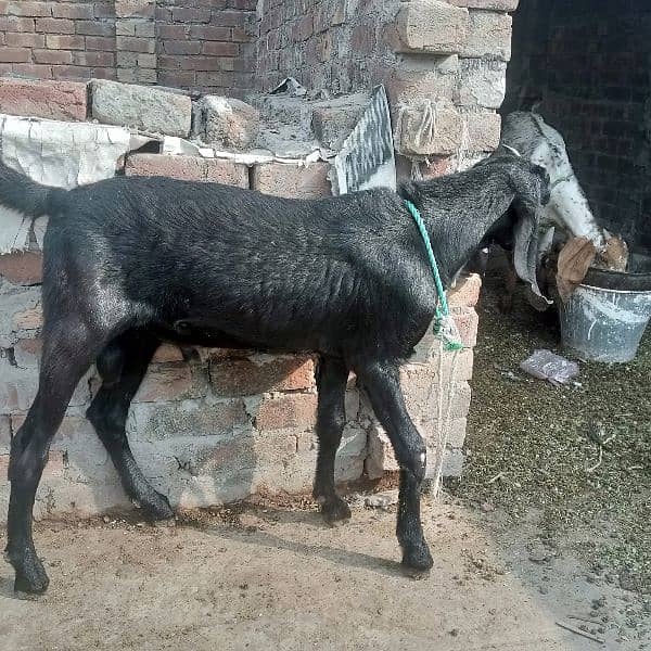 Bakri | Bakra 5