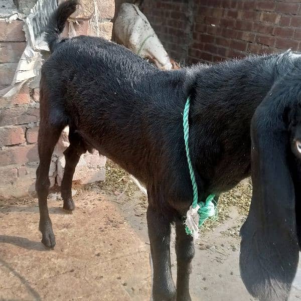 Bakri | Bakra 6