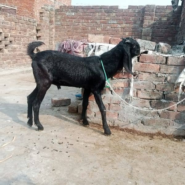 Bakri | Bakra 7