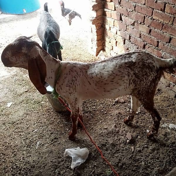 Bakri | Bakra 10