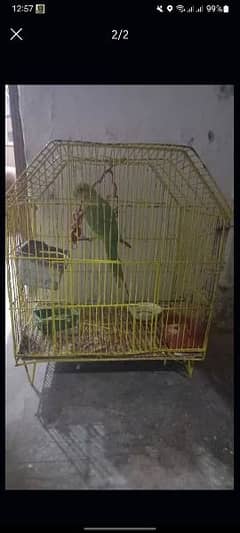 birds cage for sale