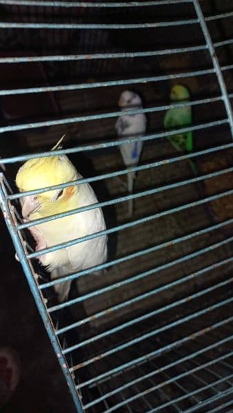 birds cage for sale 3