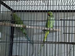 Ring birds for sale RS 12500 call 0321.7242445