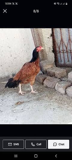 High quality aseel hens for sale