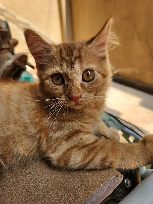 Kitten looking for a new home 0