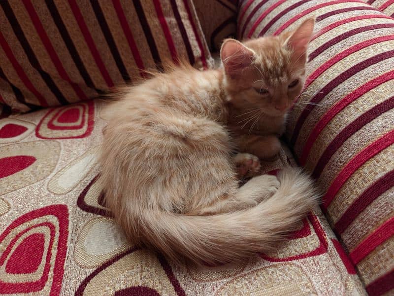 Kitten looking for a new home 8