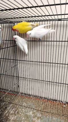 Albino Lovebirds