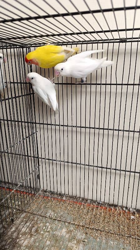 Albino Lovebirds 0