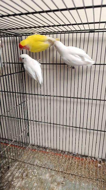 Albino Lovebirds 1