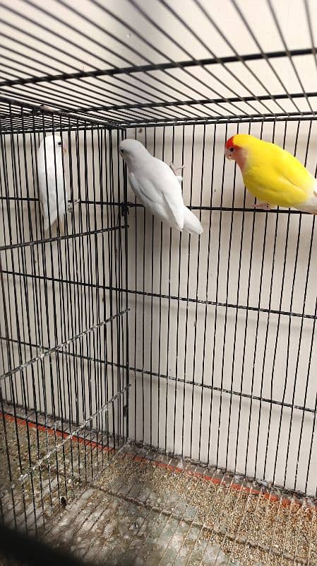 Albino Lovebirds 3