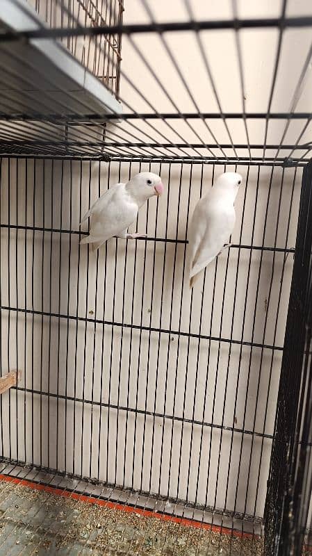 Albino Lovebirds 5