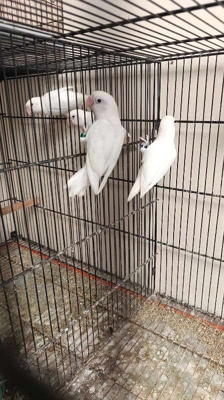 Albino Lovebirds 6