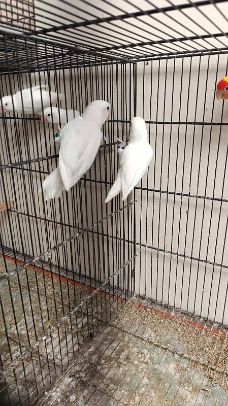 Albino Lovebirds 7