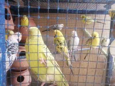 Tcb undersize Australian breeder pairs