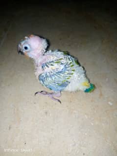 SUN CONURE CHICK FOR HAND TAME. HEALTHY AND ACTIVE