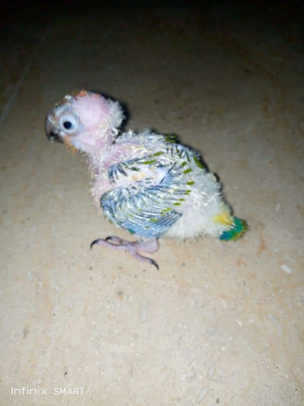 SUN CONURE CHICK FOR HAND TAME. HEALTHY AND ACTIVE 0