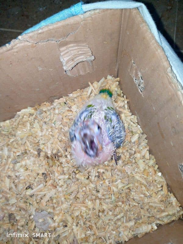 SUN CONURE CHICK FOR HAND TAME. HEALTHY AND ACTIVE 1