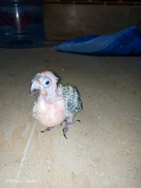 SUN CONURE CHICK FOR HAND TAME. HEALTHY AND ACTIVE 4