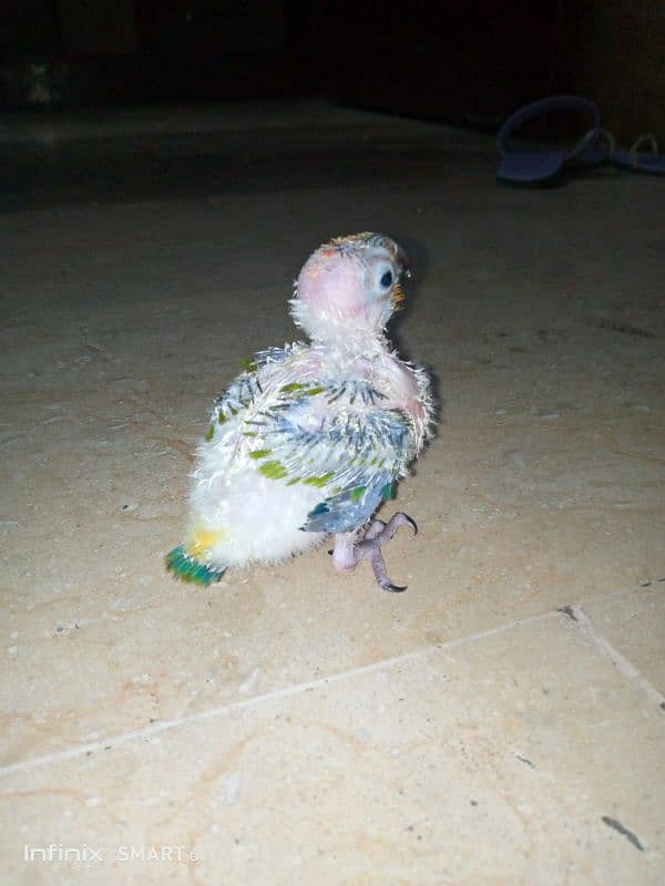 SUN CONURE CHICK FOR HAND TAME. HEALTHY AND ACTIVE 5