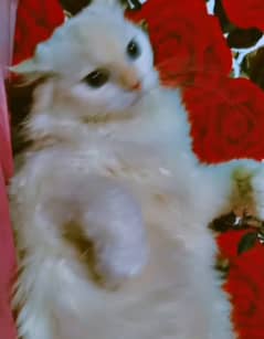 Persian cat blue eyes white color full vaccinated