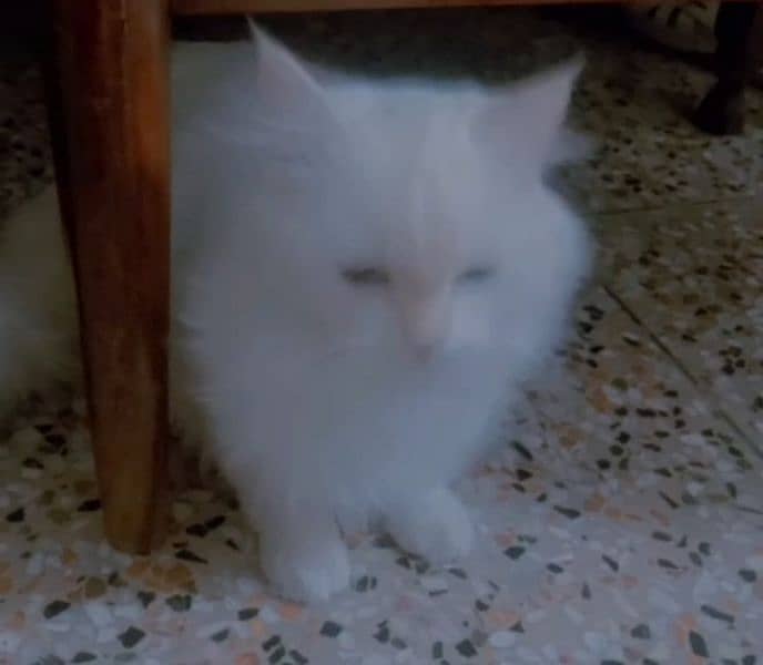 Persian cat blue eyes white color full vaccinated 1