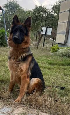 Long Coat German shepherd for sale