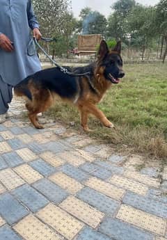 Long Coat German shepherd for sale