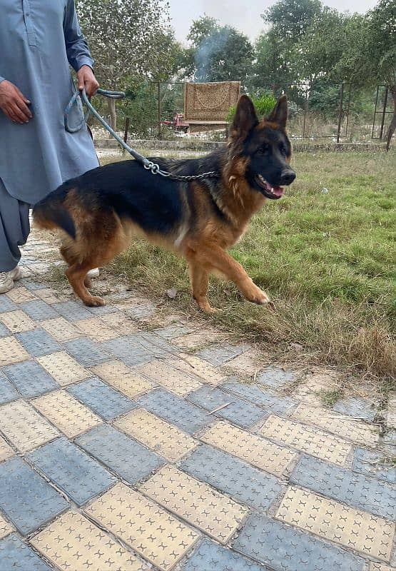 Long Coat German shepherd for sale 1