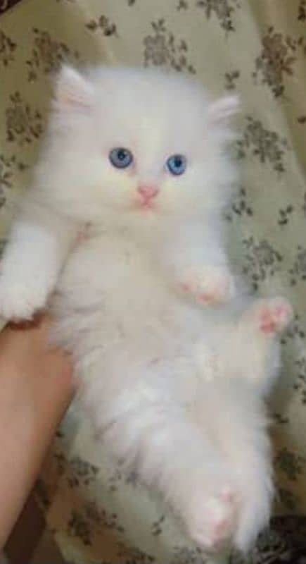 persian kitten 1