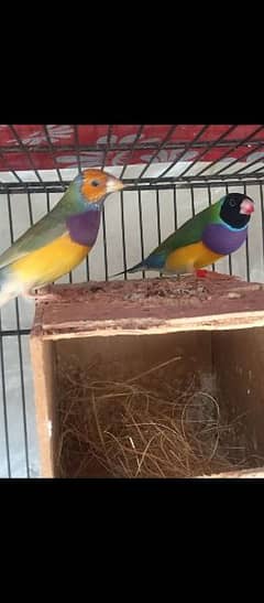 Gouldian finches common and lutino goldian goldiun finch