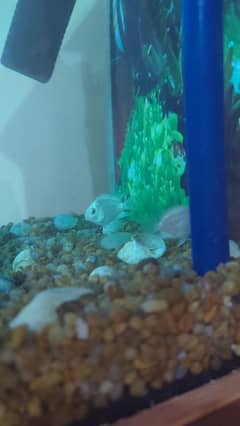 snow polar Parrot and Oscar and others fishes are available