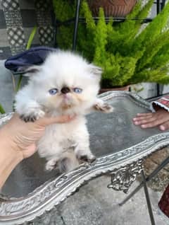 High quality peke faced female kitten