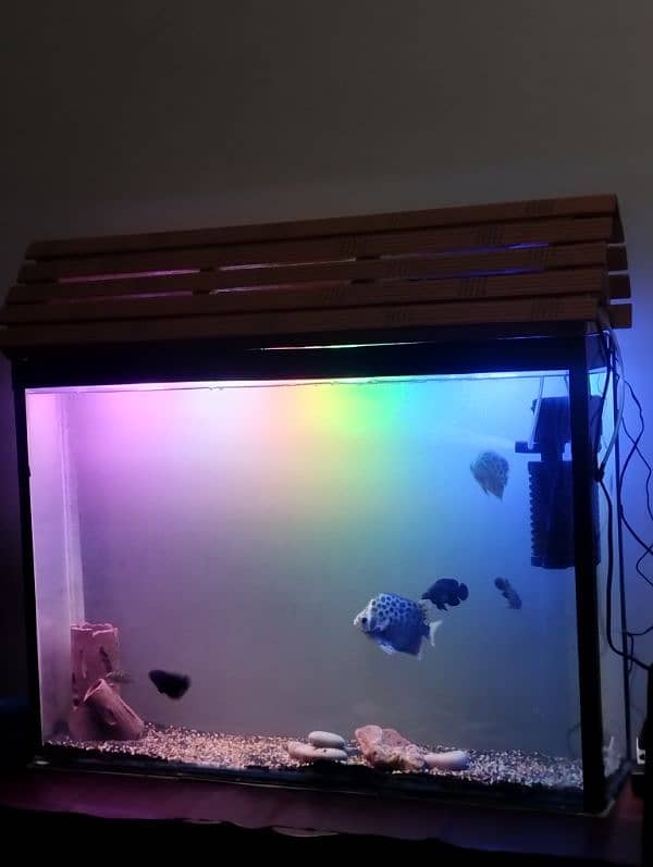 SLIM UNIQUE DESIGN AQUARIUM 3