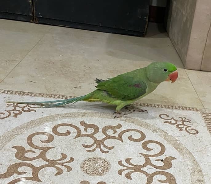 Green parrot 11