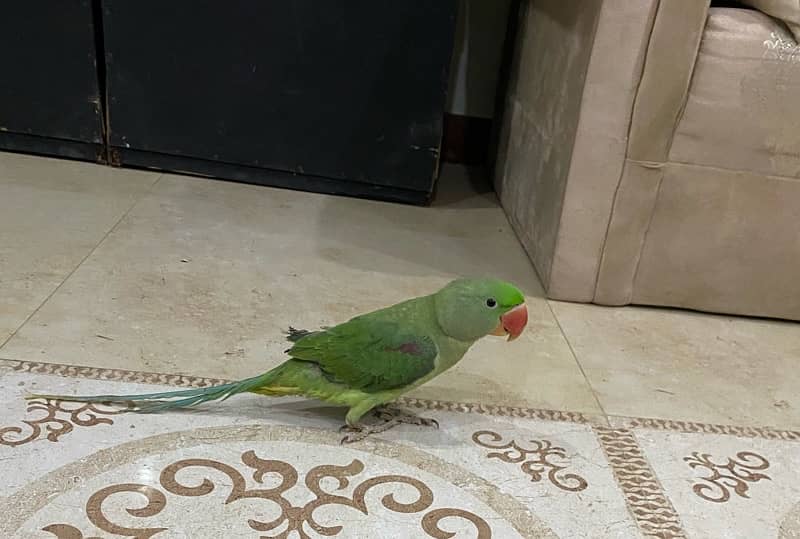 Green parrot 12