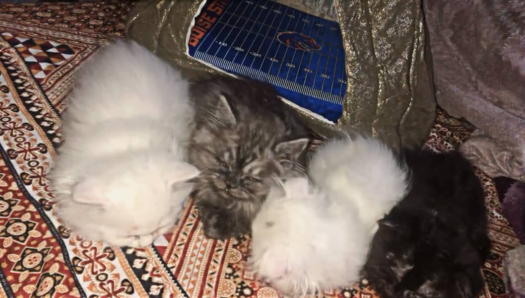 4 TRIPLE COATED KITTENS 0